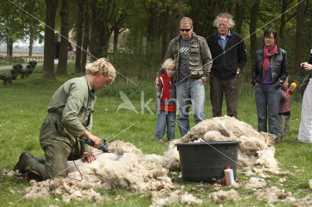 Schaap (Ovis domesticus)