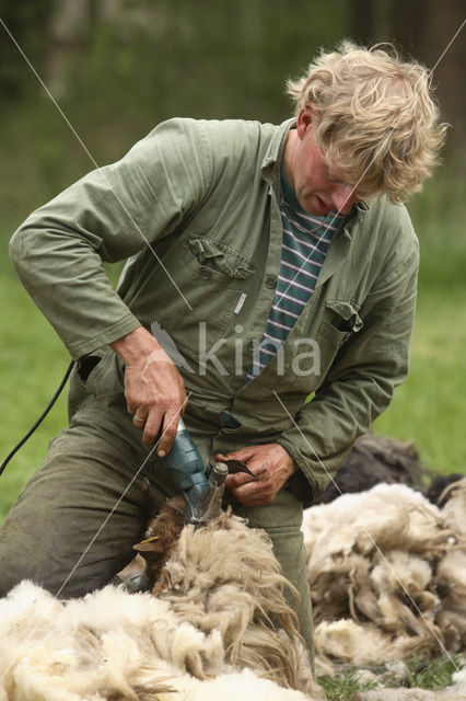 Schaap (Ovis domesticus)