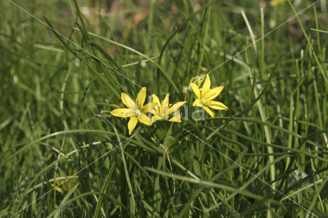 Schedegeelster (Gagea spathacea)