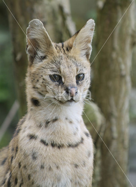 Serval (Felis serval)