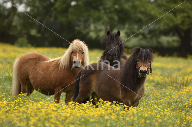 Shetland pony (Equus spp)