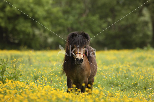 Shetland pony (Equus spp)