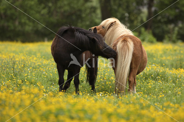 Shetland pony (Equus spp)