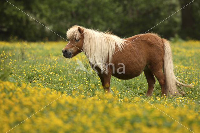 Shetland pony (Equus spp)