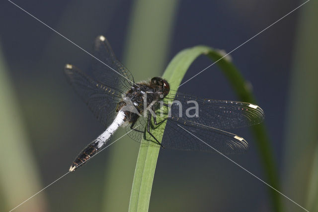 Lilypad White-faced Darter (Leucorrhinia caudalis)