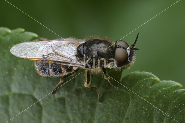 silver colonel (Odontomyia argentata)