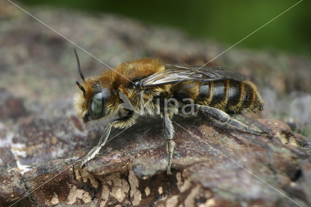 Osmia adunca