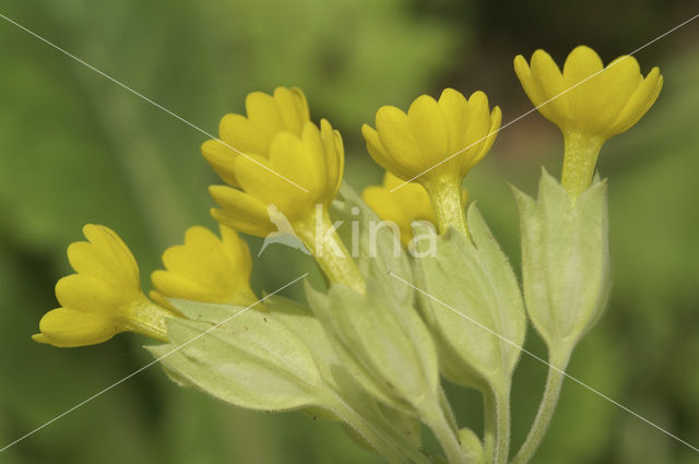 Oxlip (Primula elatior)