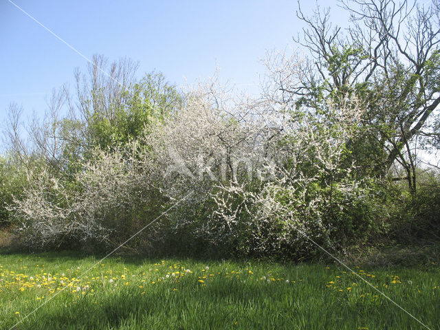 Sleedoorn (Prunus spinosa)