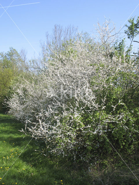 Sleedoorn (Prunus spinosa)