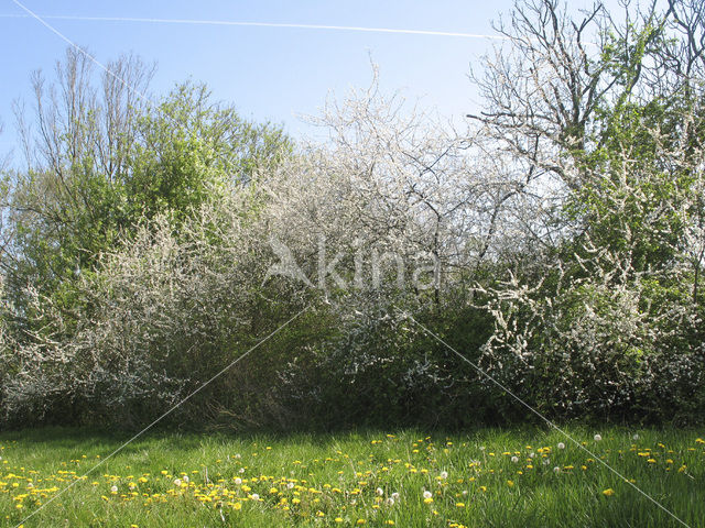 Sleedoorn (Prunus spinosa)