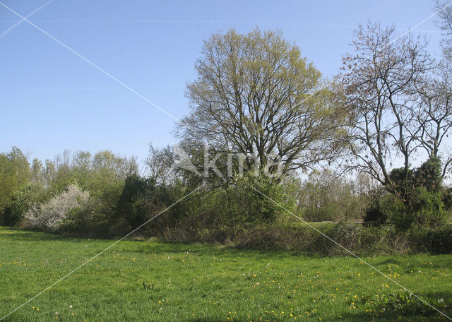 Sleedoorn (Prunus spinosa)