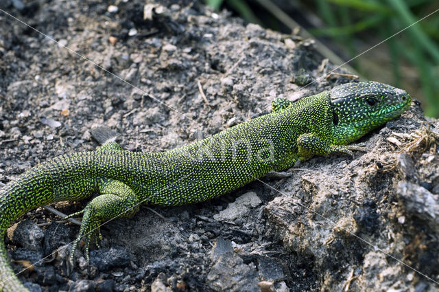 Smaragdhagedis (Lacerta viridis)