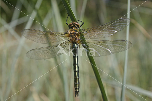 Downy Emerald (Cordulia aenea)