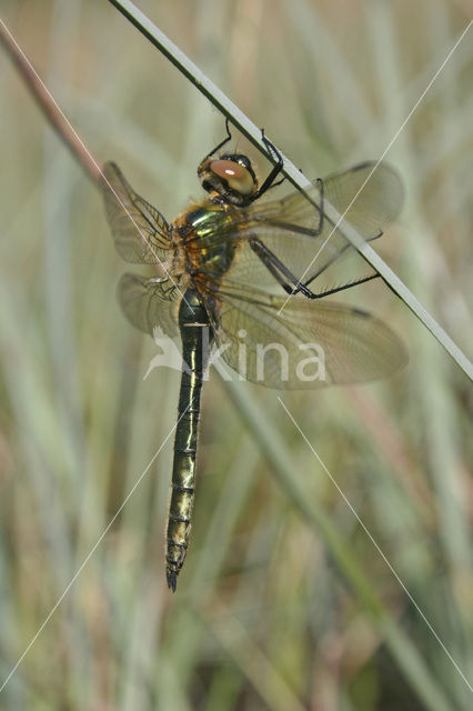 Smaragdlibel (Cordulia aenea)