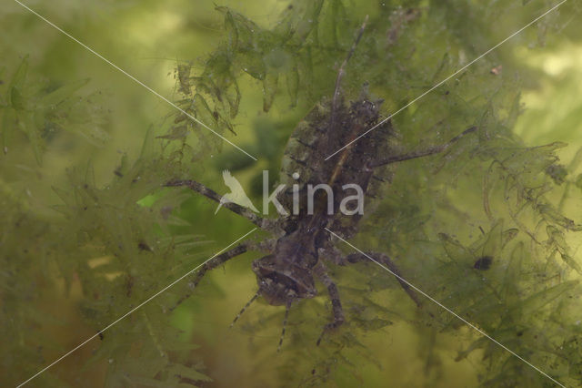 Downy Emerald (Cordulia aenea)