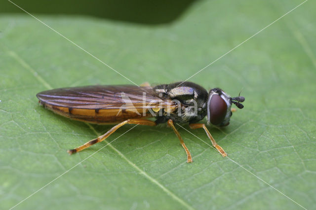 Platycheirus perpallidus