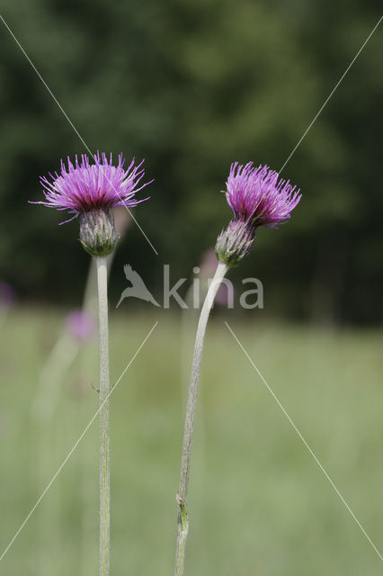 Meadow Thistle (Cirsium dissectum)