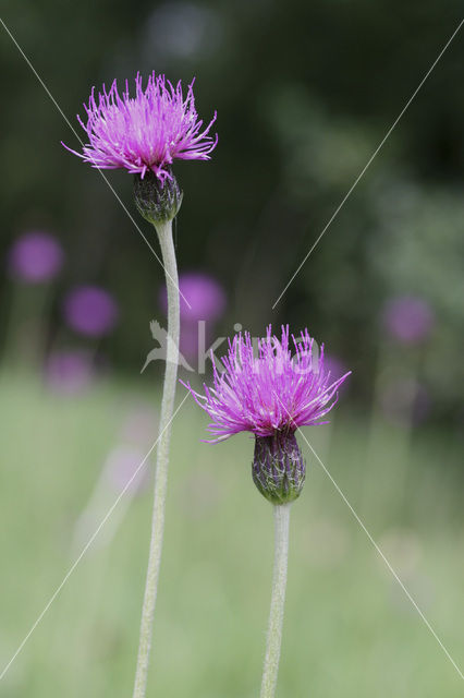 Spaanse ruiter (Cirsium dissectum)