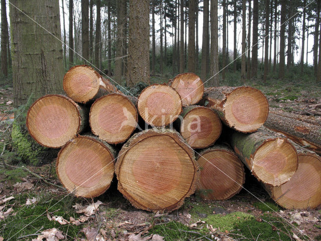 Spruce (Picea)