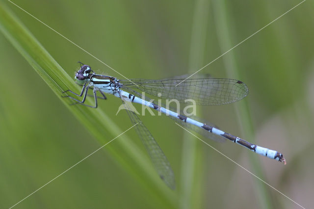 Northern Damselfly (Coenagrion hastulatum)
