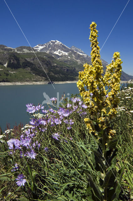 Stalkaars (Verbascum densiflorum)