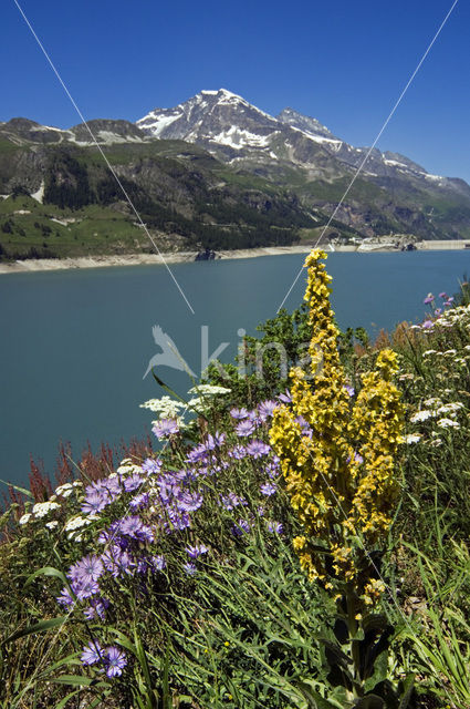 Denseflowered Mullein (Verbascum densiflorum)