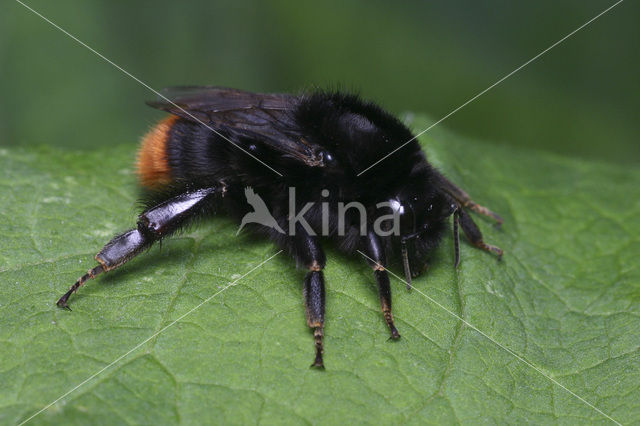 Steenhommel (Bombus lapidarius)