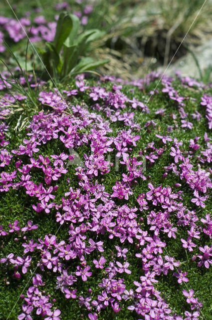 moss campion (Silene acaulis)