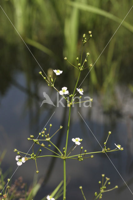 Stijve moerasweegbree (Echinodorus ranunculoides)
