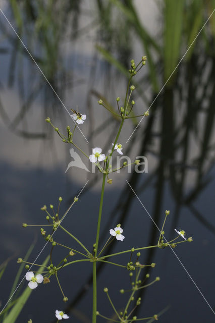 Lesser Waterplantain (Echinodorus ranunculoides)