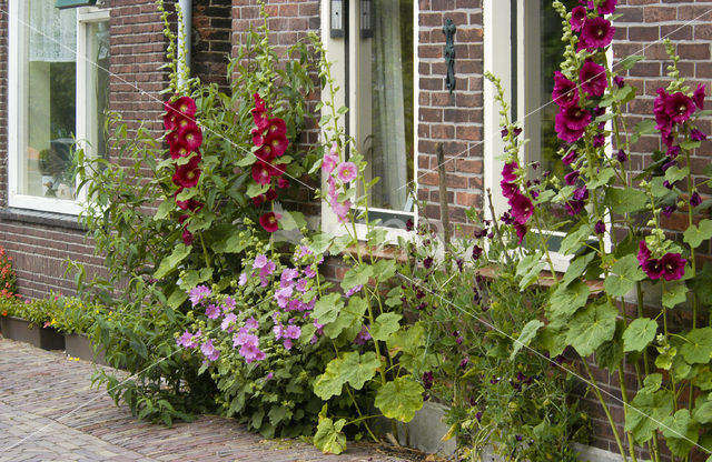 Stokroos (Alcea rosea)