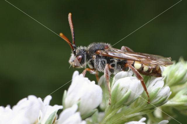 Wasp-bee (Nomada striata)