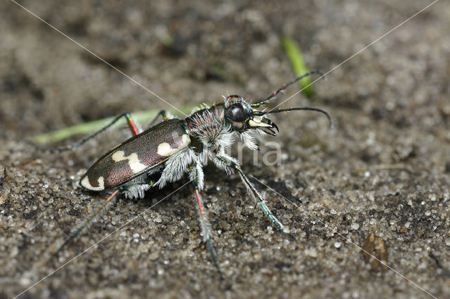 Dune tiger beetle (Cicindela maritima)