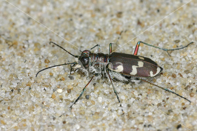 Dune tiger beetle (Cicindela maritima)