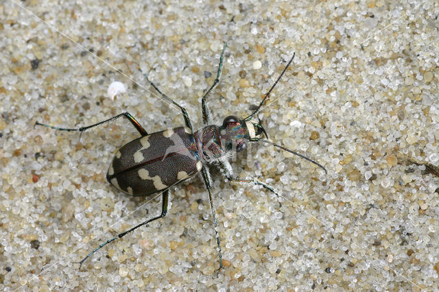 Dune tiger beetle (Cicindela maritima)