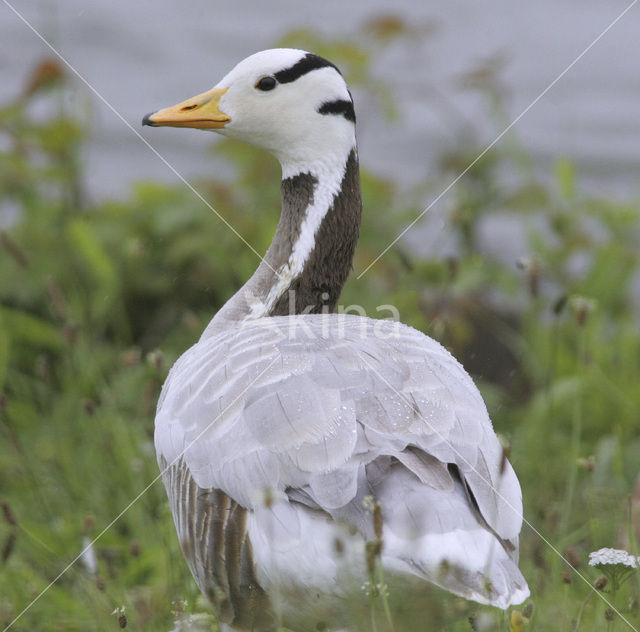 Bar-headed Goose (Anser indicus)