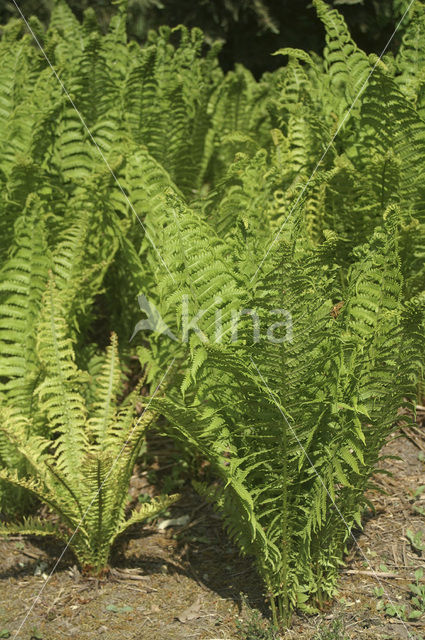 Ostrich Fern (Matteuccia struthiopteris)