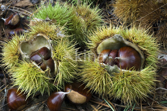 Tamme kastanje (Castanea sativa)