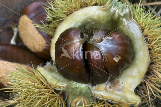 Sweet Chestnut (Castanea sativa)