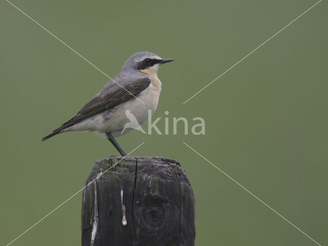 Tapuit (Oenanthe oenanthe)