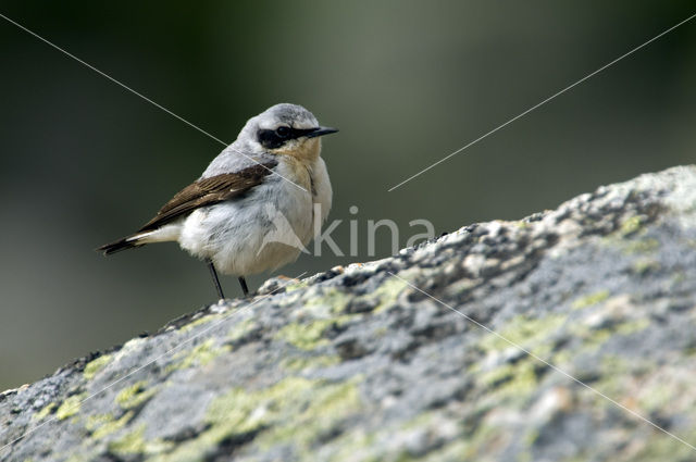 Northern Wheatear (Oenanthe oenanthe)