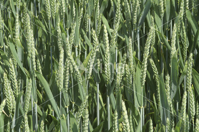 Bread Wheat (Triticum aestivum)