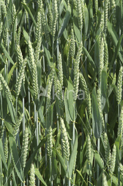 Bread Wheat (Triticum aestivum)