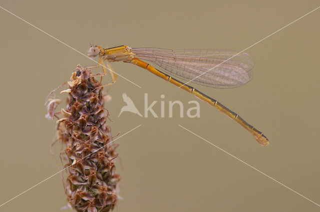 Scarce Blue-tailed Damselfly (Ischnura pumilio)