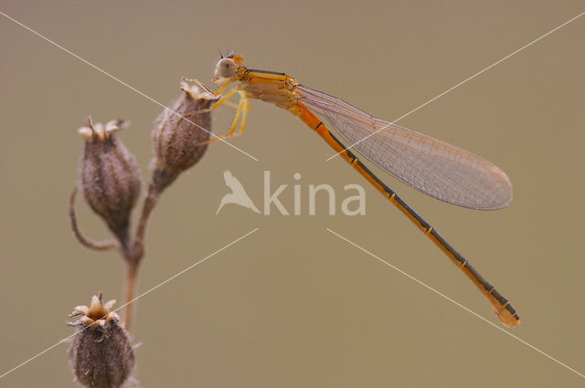 Scarce Blue-tailed Damselfly (Ischnura pumilio)