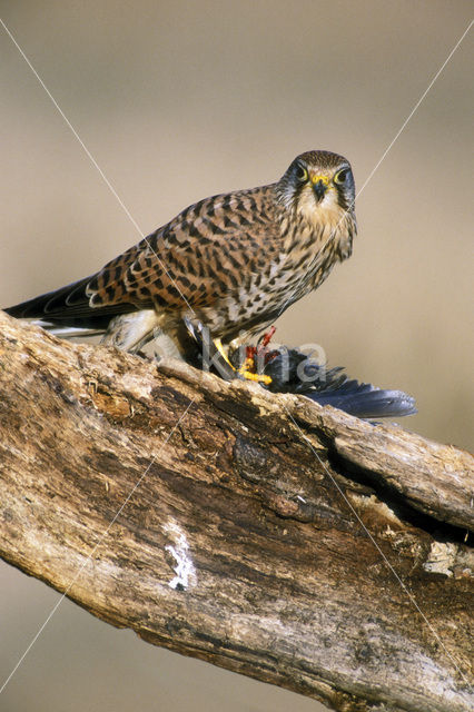 Torenvalk (Falco tinnunculus)