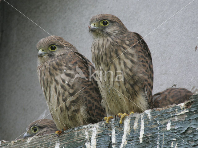 Torenvalk (Falco tinnunculus)