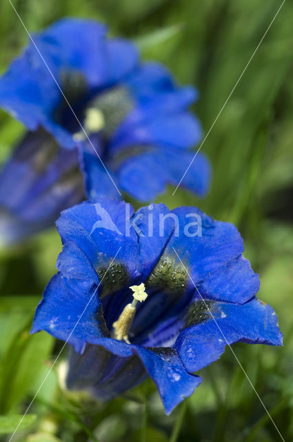 Trompet gentiaan (Gentiana clusii)