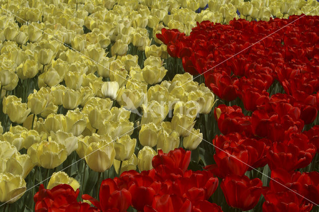 Tulip (Tulipa)